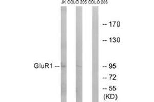 Western blot analysis of extracts from COLO/Jurkat cells, using GluR1 (Ab-849) Antibody. (Glutamate Receptor 1 抗体  (AA 816-865))
