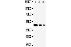 Lane 3: Recombinant Human Cul2 Protein 2. (Cullin 2 抗体  (Middle Region))
