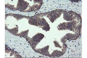 Image no. 1 for anti-TSC22 Domain Family, Member 1 (TSC22D1) antibody (ABIN1501535) (TSC22D1 抗体)