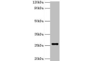 Western blot All lanes: GSTA4 antibody at 8 μg/mL + 293T whole cell lysate Secondary Goat polyclonal to rabbit IgG at 1/10000 dilution Predicted band size: 26, 15 kDa Observed band size: 26 kDa (GSTA4 抗体  (AA 93-222))