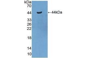 Detection of Recombinant SAA2, Mouse using Polyclonal Antibody to Serum Amyloid A2 (SAA2) (SAA2 抗体  (AA 20-122))