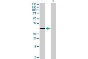 Western Blot analysis of NOSIP expression in transfected 293T cell line by NOSIP MaxPab polyclonal antibody. (NOSIP 抗体  (AA 1-301))