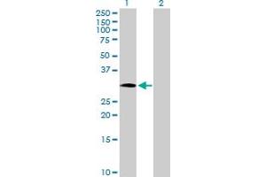 Western Blot analysis of NOSIP expression in transfected 293T cell line by NOSIP MaxPab polyclonal antibody.