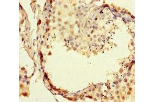 Immunohistochemistry of paraffin-embedded human testis tissue using ABIN7167648 at dilution of 1:100 (RTEL1 抗体  (AA 975-1219))