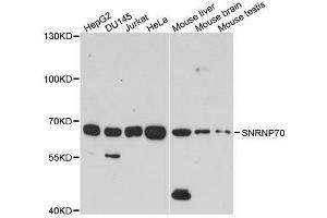 Western blot analysis of extracts of various cell lines, using SNRNP70 antibody. (SNRNP70 抗体  (AA 150-250))