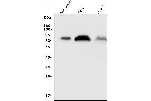 Western blot analysis of CD55 using anti-CD55 antibody (ABIN3043393).