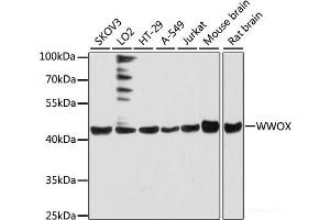 Western blot analysis of extracts of various cell lines using WWOX Polyclonal Antibody at dilution of 1:3000. (WWOX 抗体)