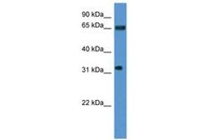 Image no. 1 for anti-Serine/arginine Repetitive Matrix 4 (SRRM4) (AA 270-319) antibody (ABIN6746818) (SRRM4 抗体  (AA 270-319))