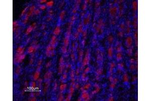 Expression of Prokineticin receptor 2 in rat DRG - Immunohistochemical staining of rat dorsal root ganglion (DRG) frozen sections using Anti-Prokineticin Receptor 2 (extracellular) Antibody (ABIN7043561 and ABIN7045111), (1:100), followed by goat anti-rabbit-AlexaFluor-594 secondary antibody (red). (Prokineticin Receptor 2 抗体  (Extracellular, N-Term))