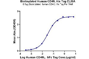 ELISA image for CD40 (CD40) (AA 21-193) protein (His-Avi Tag,Biotin) (ABIN7274186)
