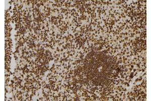 ABIN6273546 at 1/100 staining Rat spleen tissue by IHC-P. (ZNF497 抗体)