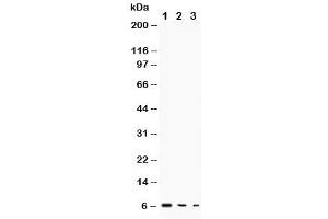 Western blot testing of TGF alpha antibody and Lane 1:  recombinant human protein 10ng (TGFA 抗体  (AA 73-89))
