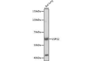 Western blot analysis of extracts of Rat lung, using USP22 Rabbit mAb (ABIN7271150) at 1:1000 dilution. (USP22 抗体)