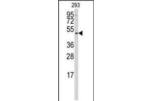 Western blot analysis of anti-SSB Antibody in 293 cell line lysates (35ug/lane) (SSB 抗体  (N-Term))