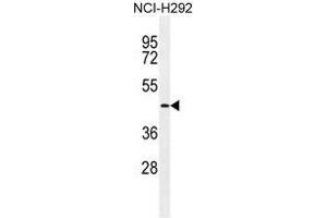 TMPRSS11E2 Antibody (Center) western blot analysis in NCI-H292 cell line lysates (35 µg/lane). (TMPRSS11E 抗体  (Middle Region))