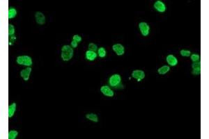 Immunofluorescence (IF) image for anti-Homeobox C11 (HOXC11) antibody (ABIN1498708) (HOXC11 抗体)