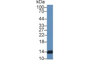 Western Blot; Sample: Mouse Lymphocyte lysate; Primary Ab: 2µg/mL Rabbit Anti-Human IFNa4 Antibody Second Ab: 0. (IFNA4 抗体  (AA 10-163))