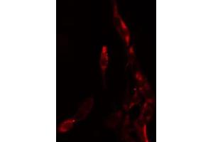 ABIN6274182 staining K562 by IF/ICC. (HOXB9 抗体  (N-Term))