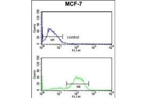DAGLB Antibody (Center) (ABIN653271 and ABIN2842788) flow cytometry analysis of MCF-7 cells (bottom histogram) compared to a negative control cell (top histogram). (DAGLB 抗体  (AA 491-518))