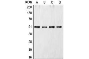 Western blot analysis of CDC37 expression in Jurkat (A), K562 (B), HL60 (C), NIH3T3 (D) whole cell lysates.