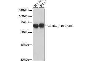 Western blot analysis of extracts of various cell lines, using ZBTB7A/FBI-1/LRF Rabbit mAb (ABIN7271439) at 1:1000 dilution. (ZBTB7A 抗体)