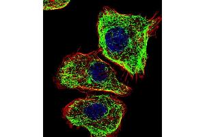 Fluorescent confocal image of  cell stained with DMRTA2 Antibody (C-term) (ABIN1881263 and ABIN2838900). (DMRTA2 抗体  (C-Term))