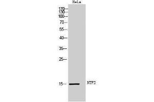 Western Blotting (WB) image for anti-Nuclear Transport Factor 2 (NUTF2) (Internal Region) antibody (ABIN3176412) (NUTF2 抗体  (Internal Region))