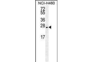 EIF4E2/M antibody (ABIN659116 and ABIN2843758) western blot analysis in NCI- cell line lysates (35 μg/lane).