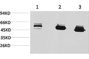 Western blot analysis of 1) MCF7, 2) mouse brain tissue, 3) rat brain tissue using MICU1 Monoclonal Antibody.