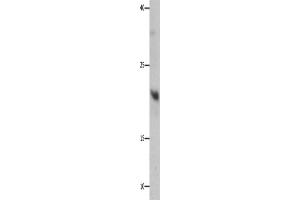Western Blotting (WB) image for anti-Growth Factor, Augmenter of Liver Regeneration (GFER) antibody (ABIN2427732) (GFER 抗体)