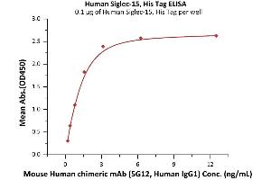 Immobilized Human Siglec-15, His Tag (ABIN6731345,ABIN6809919) at 1 μg/mL (100 μL/well) can bind Mouse Human chimeric mAb (5G12, Human IgG1) with a linear range of 0. (SIGLEC15 Protein (AA 20-263) (His tag))