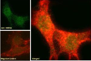 ABIN6391399 Immunofluorescence analysis of paraformaldehyde fixed NIH3T3 cells, permeabilized with 0. (HNF4A 抗体  (Internal Region))