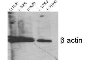 Western Blot (WB) analysis of specific cells using Actin beta Polyclonal Antibody. (beta Actin 抗体  (N-Term))