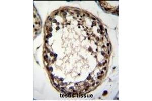 OTUD1 Antibody (Center) (ABIN655119 and ABIN2844750) immunohistochemistry analysis in formalin fixed and paraffin embedded human testis tissue followed by peroxidase conjugation of the secondary antibody and DAB staining. (OTUD1 抗体  (AA 282-311))