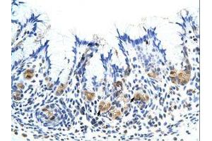 Image no. 1 for anti-Chorionic Somatomammotropin Hormone 1 (Placental Lactogen) (CSH1) (AA 121-170) antibody (ABIN203034) (CSH1 抗体  (AA 121-170))