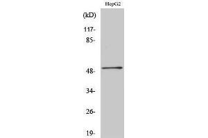 Western Blotting (WB) image for anti-HNF4 alpha/gamma (Internal Region) antibody (ABIN3175518) (HNF4 alpha/gamma 抗体  (Internal Region))