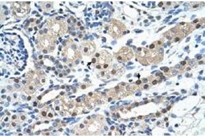 Immunohistochemical staining (Formalin-fixed paraffin-embedded sections) of human kidney with IGSF1 polyclonal antibody  at 4-8 ug/mL working concentration. (IGSF1 抗体  (N-Term))