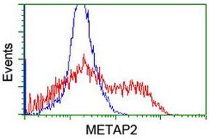 Image no. 5 for anti-Methionyl Aminopeptidase 2 (METAP2) (AA 2-212) antibody (ABIN1491153)