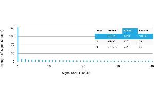 Protein Array (PAr) image for anti-Serotonin Receptor 1A (HTR1A) antibody (ABIN7456044) (Serotonin Receptor 1A 抗体)
