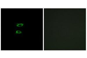 Immunofluorescence (IF) image for anti-Bone Morphogenetic Protein 8A (BMP8A) (C-Term) antibody (ABIN1850928) (BMP8A 抗体  (C-Term))