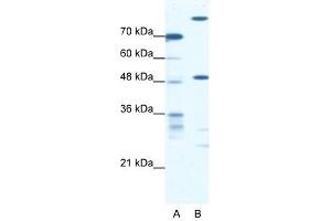 NFS1 antibody used at 0. (NFS1 抗体)