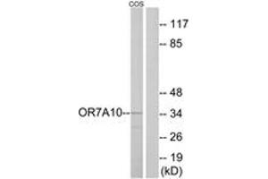 Western blot analysis of extracts from COS7 cells, using OR7A10 Antibody. (OR7A10 抗体  (AA 260-309))