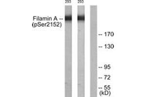 Western blot analysis of extracts from 293 cells treated with EGF 200ng/ml 5', using Filamin A (Phospho-Ser2152) Antibody. (Filamin A 抗体  (pSer2152))