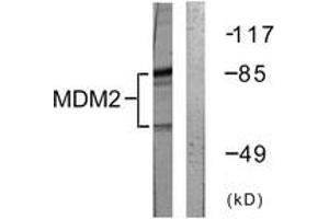Western blot analysis of extracts from COS7 cells, using MDM2 (Ab-166) Antibody. (MDM2 抗体  (AA 132-181))