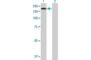 Western Blot analysis of MAN2B2 expression in transfected 293T cell line by MAN2B2 MaxPab polyclonal antibody. (MAN2B2 抗体  (AA 1-1009))