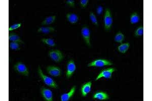 Immunofluorescent analysis of A549 cells using ABIN7161211 at dilution of 1:100 and Alexa Fluor 488-congugated AffiniPure Goat Anti-Rabbit IgG(H+L) (NRSN2 抗体  (AA 1-65))