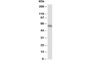 Western blot testing of Alkaline Phosphatase antibody at 0. (Alkaline Phosphatase 抗体  (AA 21-35))