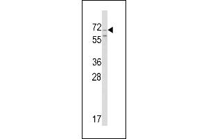Western blot analysis of hromogranin-C Antibody (Center) (ABIN390767 and ABIN2841025) in Ramos cell line lysates (35 μg/lane). (SCG2 抗体  (AA 246-274))