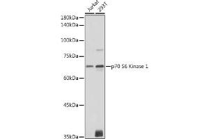 Western blot analysis of extracts of various cell lines, using p70 S6 Kinase 1 1 antibody (ABIN7270029) at 1:1000 dilution. (RPS6KB1 抗体  (AA 361-525))