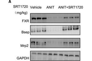 SRT1720 restored the protein expressions of FXR, Bsep, and Mrp2 in mice total livers. (NR1H4 抗体  (AA 175-280))